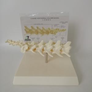 Modèle anatomique de squelette lombaire canin en PVC avancé Ciiizaoo Animal 703 pour l'enseignement - Product Image 5