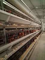 Nouvelle cage à poulets en treillis métallique de type H à 3-4 niveaux, haute capacité, gain de place, pour l'élevage commercial de poulets pondeurs en usine