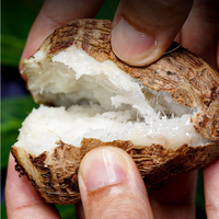 Kualitas tinggi Taro harga pabrik BRC & HACCP bersertifikat sayuran beku musim baru IQF Frozen Shandong Taro Slice