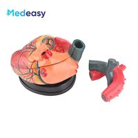 Modèle anatomique du cœur humain Medeasy, 5x plus grand, détachable, pour l'enseignement médical, modèle de cœur grandeur nature avec base
