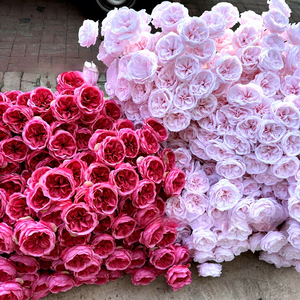 Flor de Rosa <span class=keywords><strong>Austin</strong></span> Artificial de Seda de Alta Calidad, Estilo Natural, 3 Cabezas, Técnica de Recolección de Flores, 130*15*20cm, para Decoración del Hogar y Bodas - Product Image 2