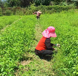 <span class=keywords><strong>Huile</strong></span> de menthe poivrée fournie par l'usine pour repousser les souris et les rats - Product Image 3