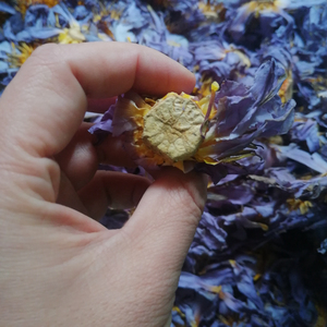 Fiore <span class=keywords><strong>di</strong></span> <span class=keywords><strong>loto</strong></span> <span class=keywords><strong>blu</strong></span> disidratato cina tè profumato naturale <span class=keywords><strong>fiori</strong></span> <span class=keywords><strong>di</strong></span> <span class=keywords><strong>loto</strong></span> <span class=keywords><strong>blu</strong></span> secchi - Product Image 3