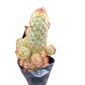 Zhangzhou Venta al por mayor <span class=keywords><strong>Cactus</strong></span> suculento Dedos dorados Flores <span class=keywords><strong>de</strong></span> raíz desnuda Plantas <span class=keywords><strong>de</strong></span> bonsái verdes en macetas <span class=keywords><strong>de</strong></span> plástico para jardinería - Product Image 5