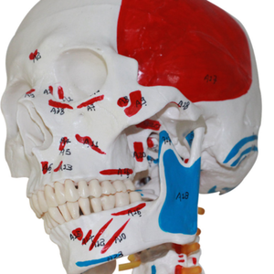 Mini squelette <span class=keywords><strong>3D</strong></span> corps <span class=keywords><strong>humain</strong></span> modèle de <span class=keywords><strong>crâne</strong></span> en résine humaine modèle anatomique de <span class=keywords><strong>crâne</strong></span> modèle de <span class=keywords><strong>crâne</strong></span> <span class=keywords><strong>humain</strong></span> - Product Image 3