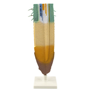 Modèle de section longitudinale de la racine de *Phyllostachys edulis* ; modèle d'analyse anatomique du système racinaire végétal ; enseignement et - Product Image 4