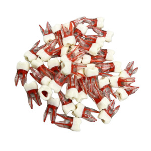 Modello dentale educativo: dente canalare a bande rosse con radici per la pratica studentesca in endodonzia e riempimento della cavità - Product Image 1