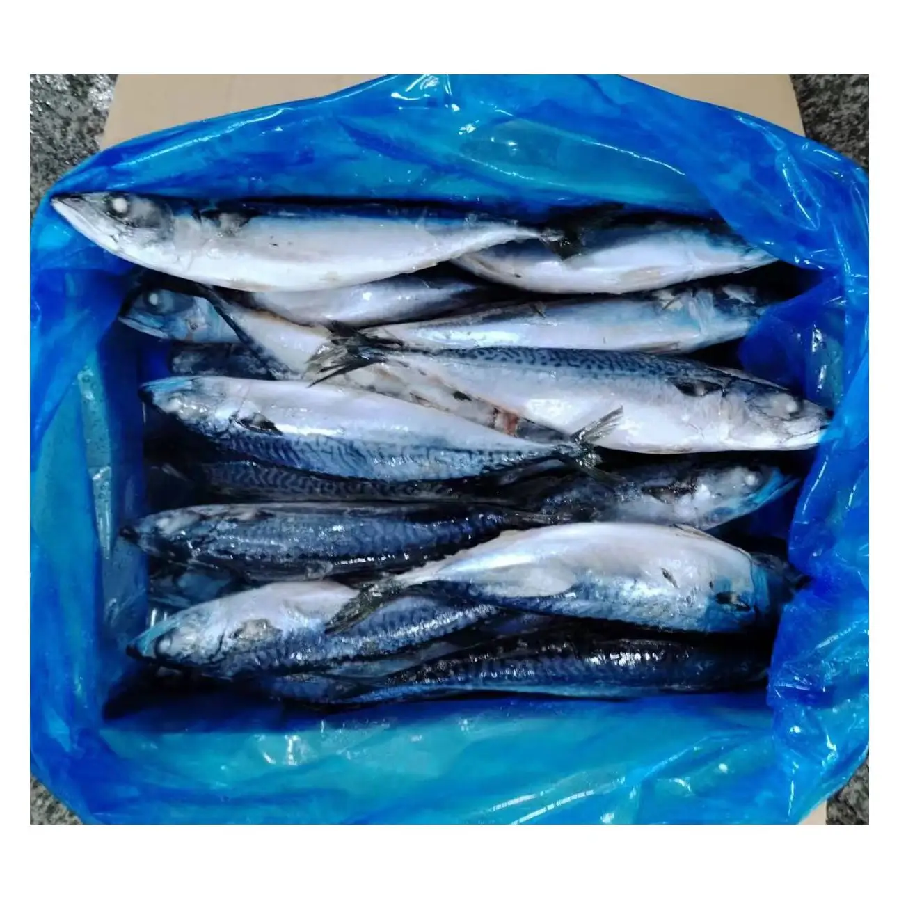 X163 frozen pacific mackerel whole round 300-400g manufacturer high quality scomber japonicus pacific mackerel fish