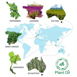 Commercio all'ingrosso puro naturale <span class=keywords><strong>Ylang</strong></span> <span class=keywords><strong>Ylang</strong></span> eucalipto lavanda aromaterapia <span class=keywords><strong>olio</strong></span> di fragranza per massaggio del corpo sesso complimento <span class=keywords><strong>olio</strong></span> <span class=keywords><strong>essenziale</strong></span> - Product Image 6