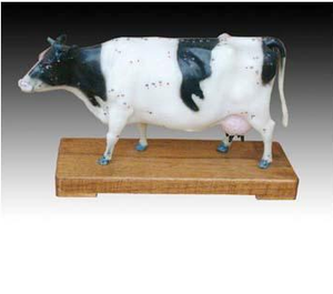 Tıbbi öğretim için Gelsonlab HSBM-398 sığır akupunktur modeli - Product Image 2