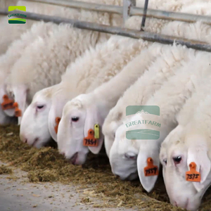 Equipo de crí<span class=keywords><strong>a</strong></span> de animales económico Diseño de granja nuevo y usado con motor confiable de ganado vacuno oveja cabra <span class=keywords><strong>vaca</strong></span> - Product Image 4