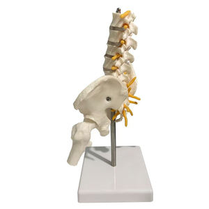 Columna Vertebral <span class=keywords><strong>de</strong></span> escritorio, Pelvis <span class=keywords><strong>de</strong></span> columna vertebral Flexible con cinco vértebras lumbares, ortopedia, columna vertebral, modelo <span class=keywords><strong>de</strong></span> columna vertebral, anatomía del esqueleto - Product Image 4