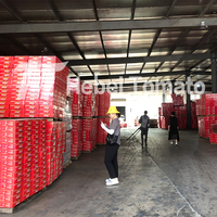 2200g+70g Pâte de tomate en conserve de la meilleure usine au meilleur prix sans additif