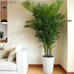 Ornements de jardin palmiers <span class=keywords><strong>en</strong></span> <span class=keywords><strong>bambou</strong></span> décoration d'hôtel palmier artificiel résistant au feu plante de palmier areca réaliste avec <span class=keywords><strong>pot</strong></span> - Product Image 3