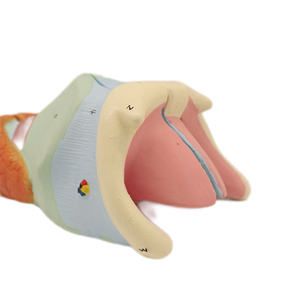 Modèle d'étude du système urinaire masculin de haute qualité pour la <span class=keywords><strong>biologie</strong></span> du collège et du lycée Excellent prix - Product Image 3