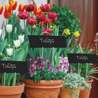 Meilleures ventes de jardin et de fleurs : Étiquettes de plantes en acier inoxydable, étiquettes de pépinière pour légumes