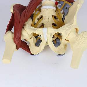 KyrenMed Life Model tulang belakang Lumbar dewasa manusia dengan Model anatomi tulang belakang otot lantai panggul Unilateral PVC - Product Image 4