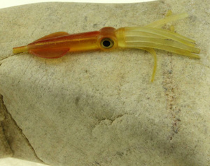 TOPLURE Esca Morbida a Forma di Calamaro 10 cm 6.3g, Esca Artificiale Polpo da Pesca a Coda Lunga per Traina in Acqua Salata - Product Image 5