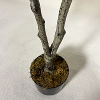 Arbre artificiel en croton de 120 cm, plante en croton en soie, plante artificielle en bonsaï pour décoration intérieure