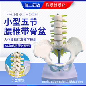 Auténtico soporte pélvico en miniatura con cinco vértebras lumbares, modelo de columna vertebral, modelo ortopédico, esqueleto humano. - Product Image 1