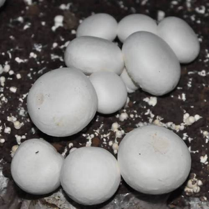 Substrat de compost de phase 3 à haut rendement pour la culture commerciale de champignons de culture (Agaricus) - Product Image 5