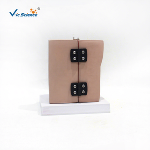 Modelo de anatomía mamaria para enseñanza médica, modelo de senos en fase de reposo de mujeres lactantes, modelo de aumento de senos para belleza, ciencia ginecológica. - Product Image 3