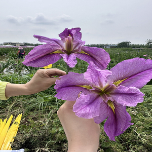 Iris 'From Thismoment' - une plante aquatique adaptée aux bassins de jardin et aux serres - Iris 'From Thismoment' - Product Image 3