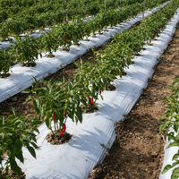 Film de paillage noir et blanc multi-usages de 25 microns, résistant aux intempéries, pour la culture de légumes en grandes exploitations agricoles et la croissance des cultures