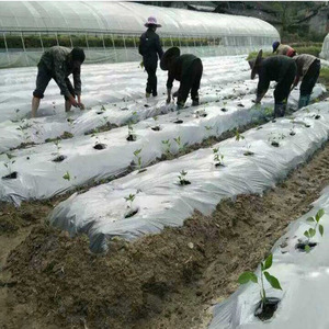 Film de paillis anti UV Film de contrôle de l'herbe Film de paillis biodégradable agricole en plastique noir/argent pour fraise - Product Image 1