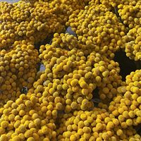 Geconserveerde Billy Buttons bosjes met 20 stelen voor bruiloft, huis, kantoor en feestdecoraties
