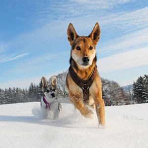 Dapat disesuaikan tugas berat nilon bekerja Mudah Walker Neoprene empuk ekstra besar harnes anjing - Product Image 6