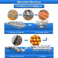 ORME Fruitverwerkingsmachine, machine voor het sorteren van verse citroenen, machine voor het sorteren en kalibreren van dadelpalmen en tomaten.