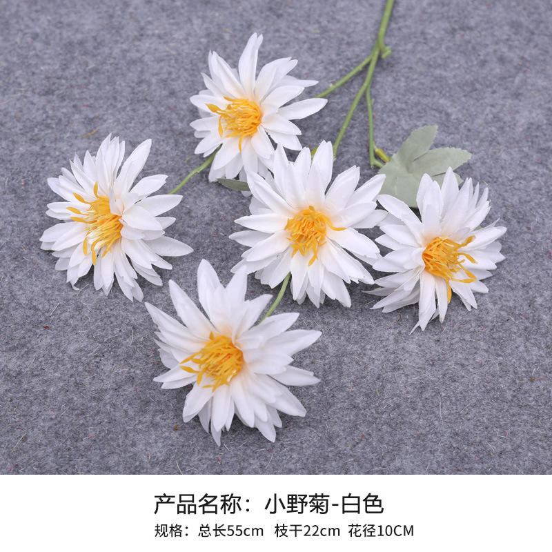 5 chrysanthèmes blancs