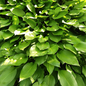 ผลไม้คุณภาพสูง โฮสต้าแห้งสุกใหม่ ขาย - Product Image 5