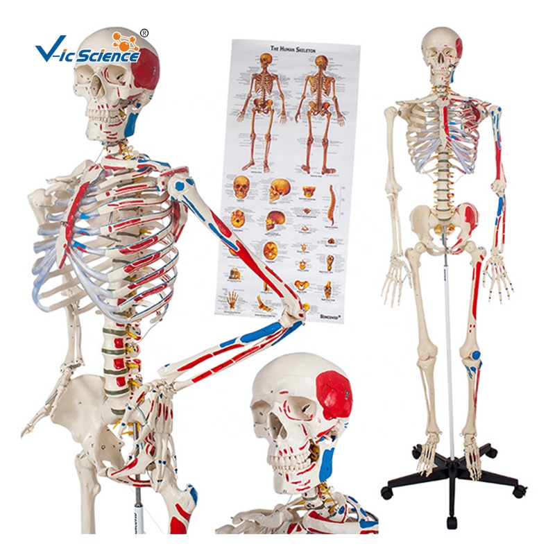 Painted Human Skeleton Model 176cm Male Skeleton Model Medical Educational Skeleton Model