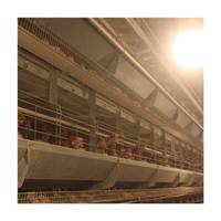 Design moderne Cage de batterie automatique de type H pour poules pondeuses Cage pour animaux d'élevage de volaille en nouvel état