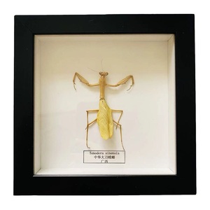 स्कूल शैक्षिक शिक्षण ने स्वागत उपहार के लिए फ्रेम के साथ वास्तविक बिच्छू नमूने का उपयोग किया - Product Image 2