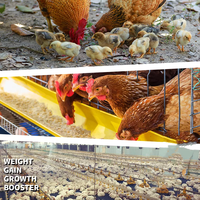 Aliments pour poulets de chair, prémélange d'engraissement, additifs alimentaires pour volailles pour la graisse de canard
