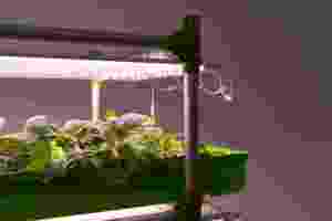 Professionnel grand hydroponique aquaponique serre Kit d'agriculture système de Pot de plante économique intérieur extérieur légumes herbes - Product Image 4