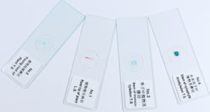 Preparaciones microscópicas de epidermis de <span class=keywords><strong>cebolla</strong></span> - Product Image 2