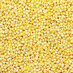 Millet jaune non glutineux séché, millet rouge, millet broomcorn pour aliments pour oiseaux, qualité A - Product Image 1