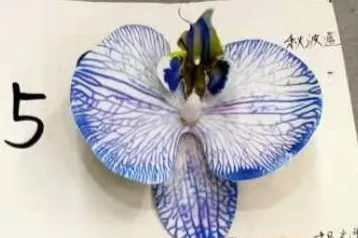 2024 nouveau Design papillon orchidée papillon Phalaenopsis plante 9 têtes arc-en-ciel couleur série pour la décoration florale