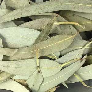 Grosir teh daun eukaliptus alami teh daun herbal kering harga grosir