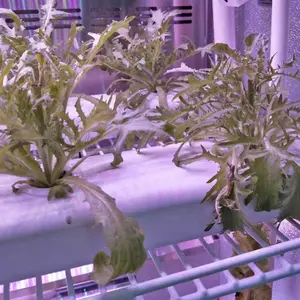 Çok fonksiyonlu domates sera Microgreen sistemi sebze yetiştirme makinesi toptan için