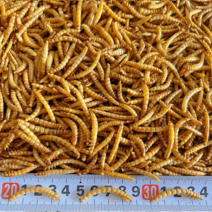 Alimento do pássaro Atacado de Worms Secos OEM Brand100 % Natural Amarelo <span class=keywords><strong>Mealworms</strong></span> Pássaro Hamsters Peixes Ornamentais Tartarugas Comida - Product Image 4