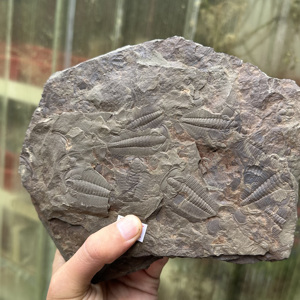 Fósil de Trilobites Redlichia de Gran Tamaño, Espécimen Marino del Temprano Cambriano, Detallado y Fino, para Enseñanza de Geología, Exhibición Paleontológica de Escritorio - Product Image 3