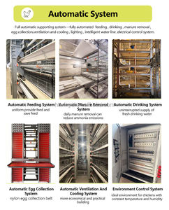 Jaula de batería tipo H de 3-12 niveles con sistema automático de recolección de huevos para gallinas ponedoras en equipos de granjas avícolas - Product Image 6