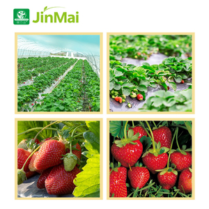 Fabricant d'<span class=keywords><strong>engrais</strong></span>, biostimulant d'agrandissement des fruits à haute efficacité, suspension soluble dans l'eau rapide, <span class=keywords><strong>engrais</strong></span> composé NPK - Product Image 5