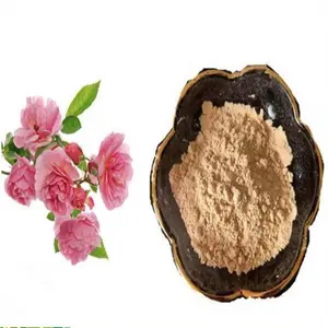 rosa damascena flower extract 10:1 rosa damascena flower powder
