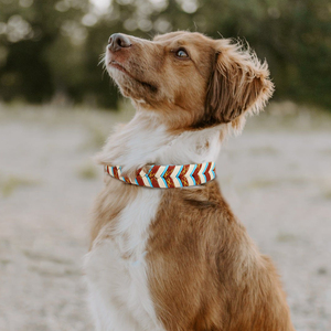 Collar de perro de Paracord de Color contrastante tejido a mano ODM/OEM personalizado de fábrica directo, Collar de lujo para mascotas para viajes y entrenamiento al aire libre - Product Image 5